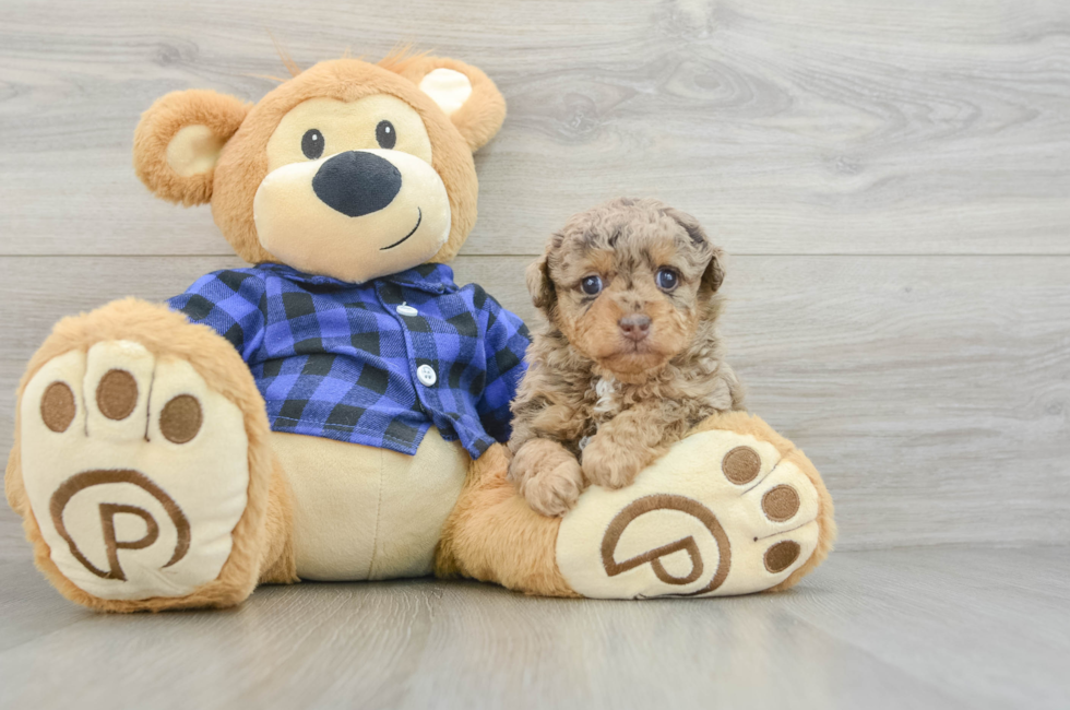 5 week old Poodle Puppy For Sale - Simply Southern Pups