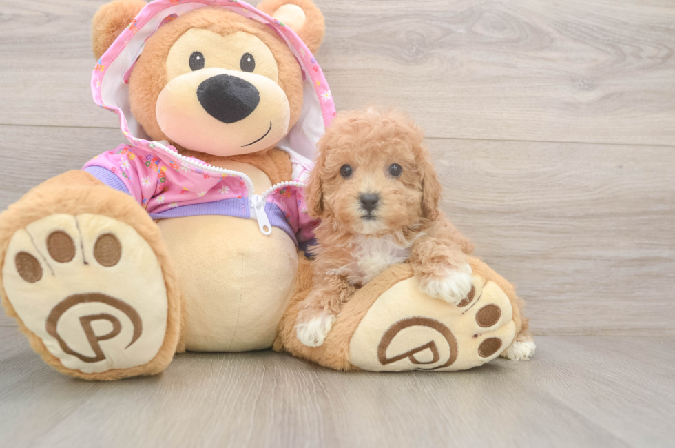7 week old Poodle Puppy For Sale - Simply Southern Pups