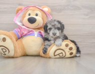 7 week old Poodle Puppy For Sale - Simply Southern Pups