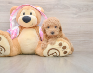 5 week old Poodle Puppy For Sale - Simply Southern Pups