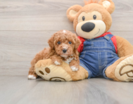 6 week old Poodle Puppy For Sale - Simply Southern Pups