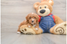 Best Poodle Baby