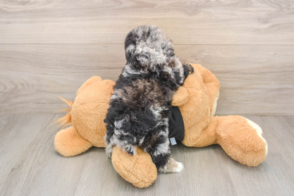 Poodle Pup Being Cute