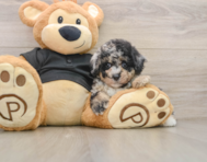 8 week old Poodle Puppy For Sale - Simply Southern Pups