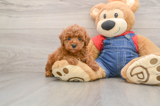 Poodle Puppy for Adoption