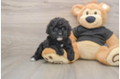 Small Poodle Baby