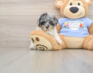 8 week old Poodle Puppy For Sale - Simply Southern Pups