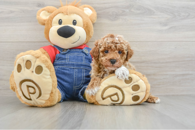 Best Poodle Baby