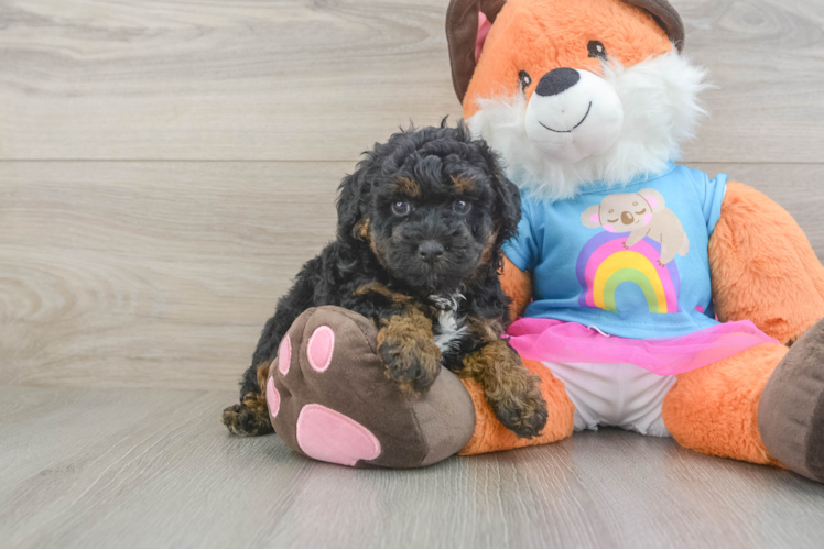 Poodle Pup Being Cute