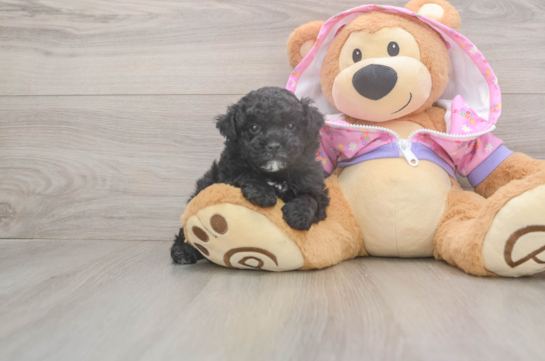 Happy Pudel Purebred Puppy