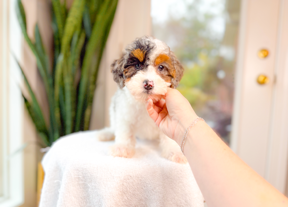 Cute Pooodle Purebred Puppy
