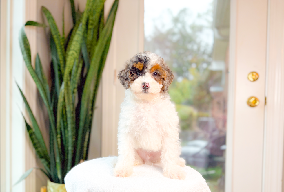 Cute Poodle Purebred Pup