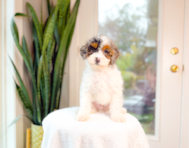 10 week old Poodle Puppy For Sale - Simply Southern Pups