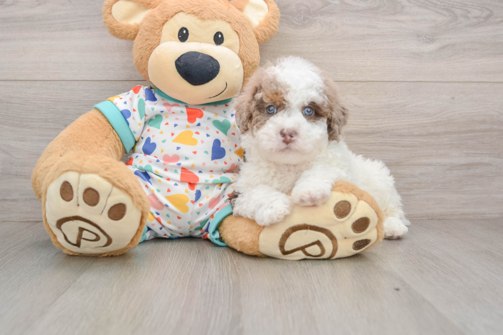 Adorable Pudel Purebred Puppy