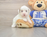 7 week old Poodle Puppy For Sale - Simply Southern Pups