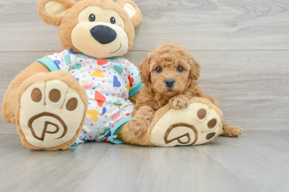 6 week old Poodle Puppy For Sale - Simply Southern Pups