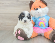 8 week old Poodle Puppy For Sale - Simply Southern Pups