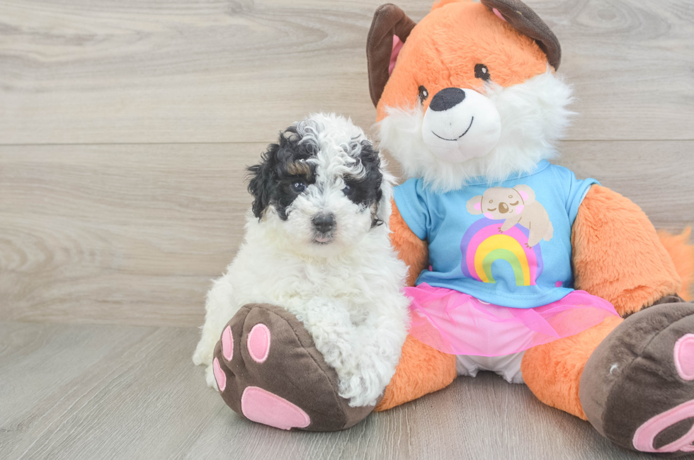 7 week old Poodle Puppy For Sale - Simply Southern Pups
