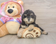 9 week old Poodle Puppy For Sale - Simply Southern Pups