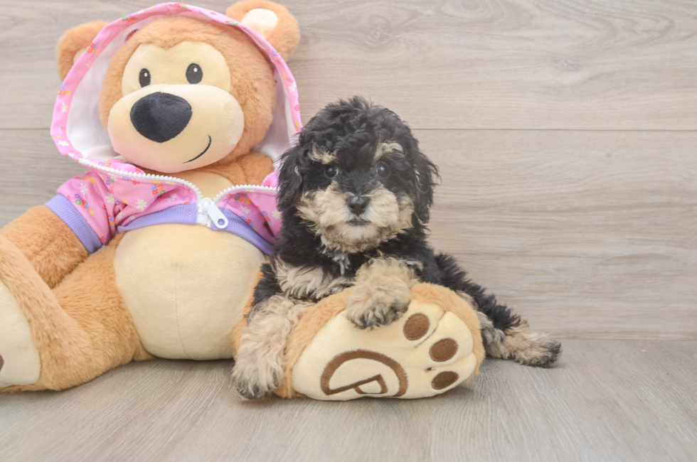 7 week old Poodle Puppy For Sale - Simply Southern Pups
