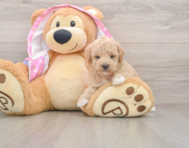 7 week old Poodle Puppy For Sale - Simply Southern Pups