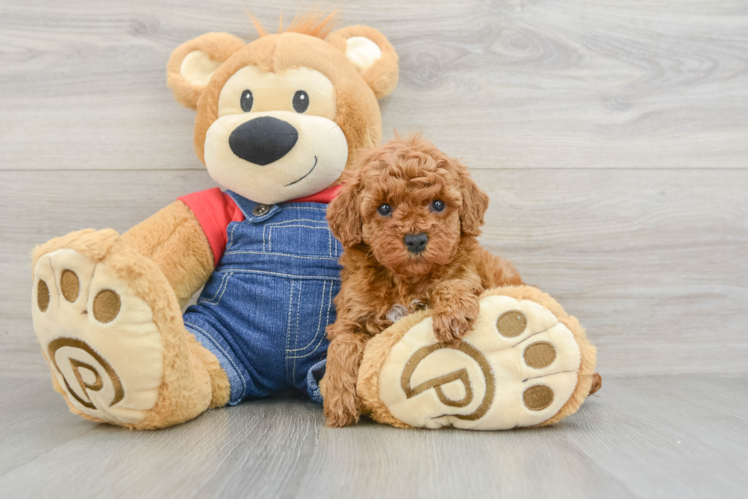 Poodle Puppy for Adoption
