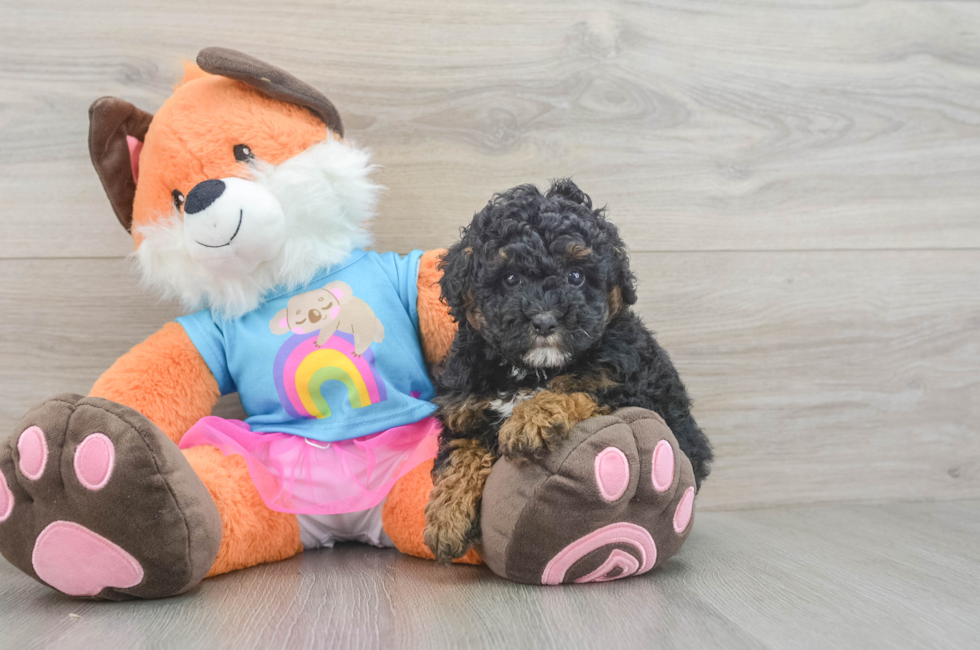 7 week old Poodle Puppy For Sale - Simply Southern Pups