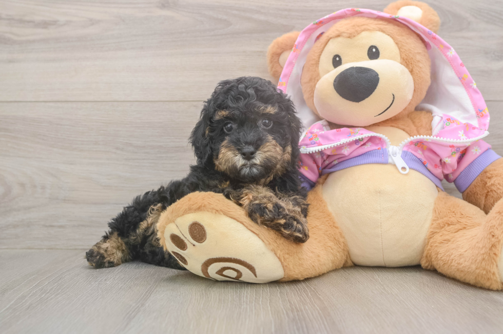 7 week old Poodle Puppy For Sale - Simply Southern Pups