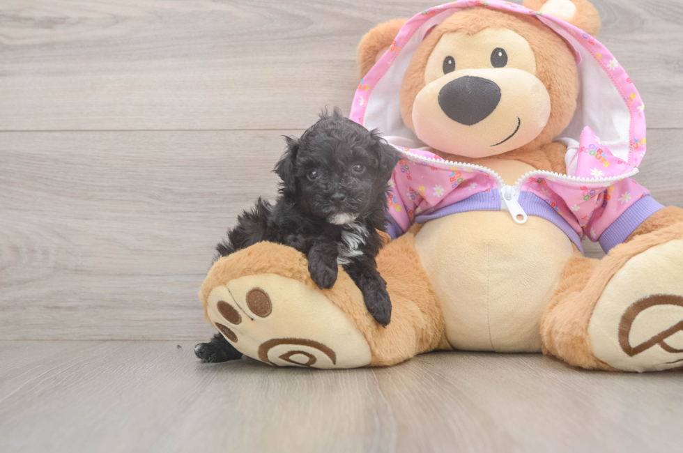 5 week old Poodle Puppy For Sale - Simply Southern Pups