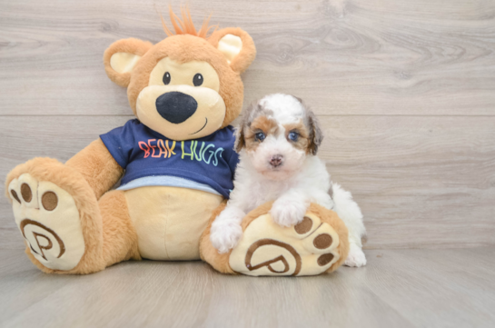 Poodle Puppy for Adoption