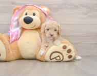 6 week old Poodle Puppy For Sale - Simply Southern Pups