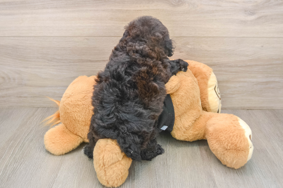Poodle Puppy for Adoption