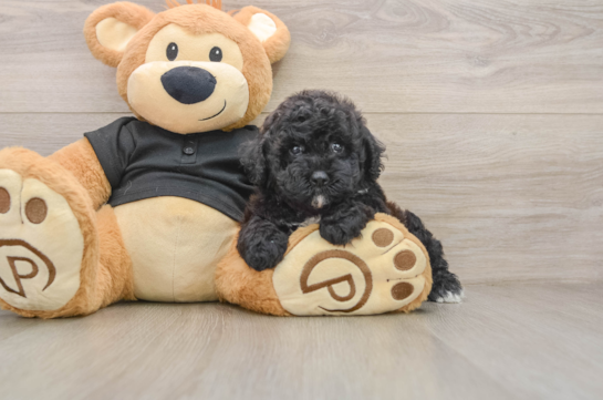 Funny Poodle Baby