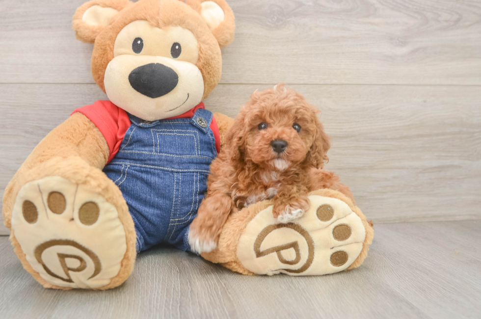 6 week old Poodle Puppy For Sale - Simply Southern Pups
