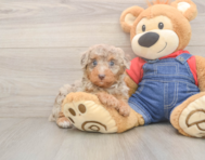 8 week old Poodle Puppy For Sale - Simply Southern Pups