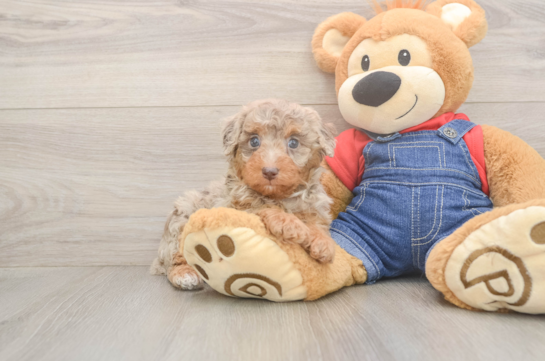 Hypoallergenic Poodle Purebred Pup