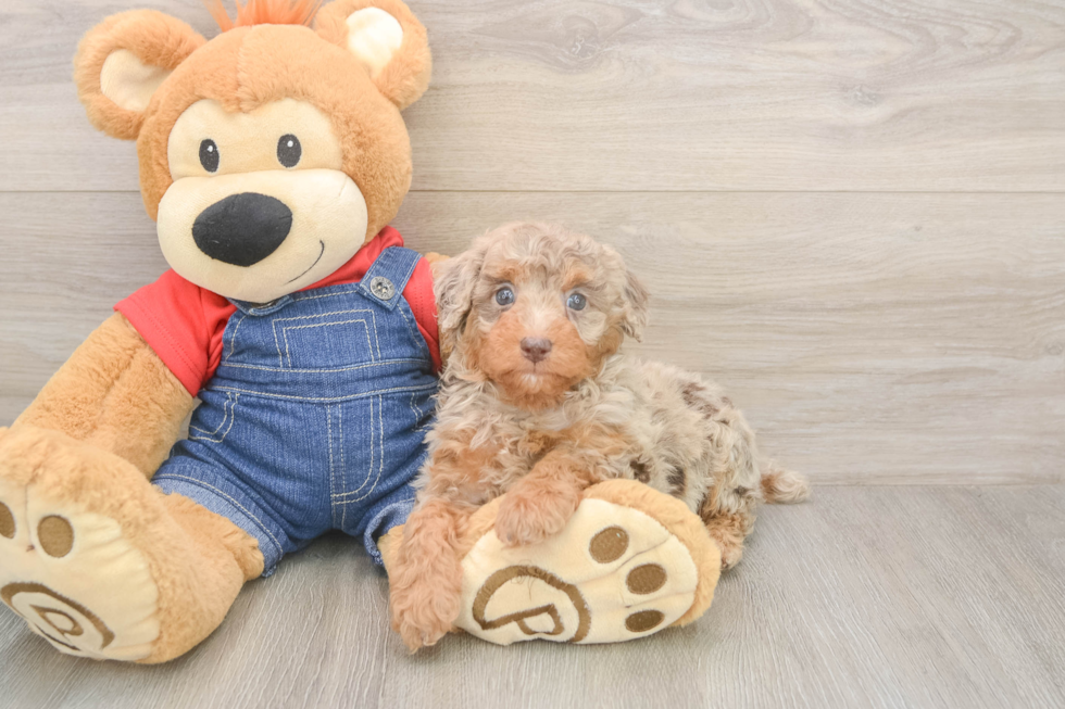 Poodle Pup Being Cute