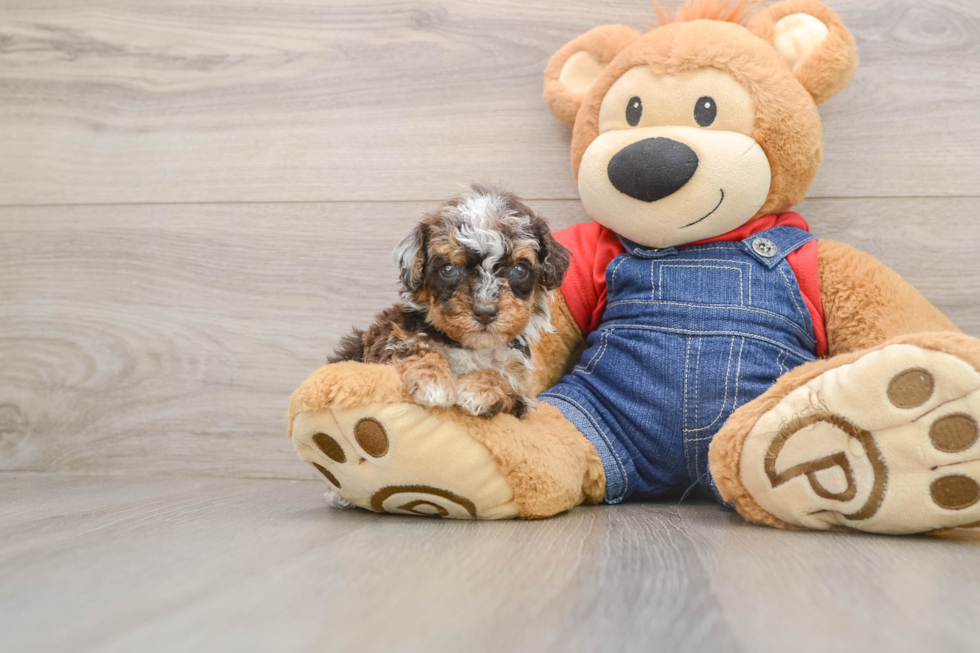 Poodle Pup Being Cute