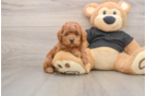 Poodle Puppy for Adoption