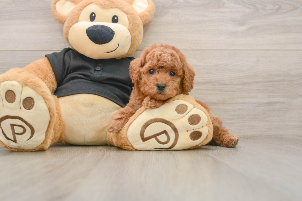 Poodle Pup Being Cute