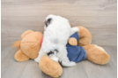 Poodle Puppy for Adoption