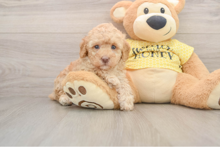Poodle Puppy for Adoption