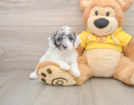 7 week old Poodle Puppy For Sale - Simply Southern Pups