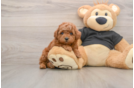Poodle Puppy for Adoption