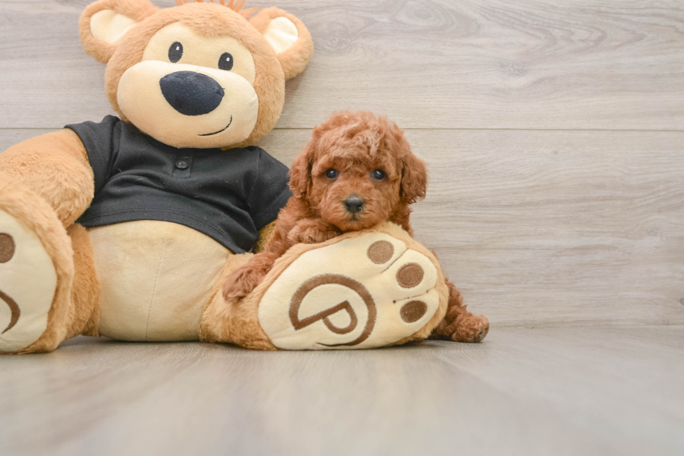 Sweet Caniche Purebred Puppy