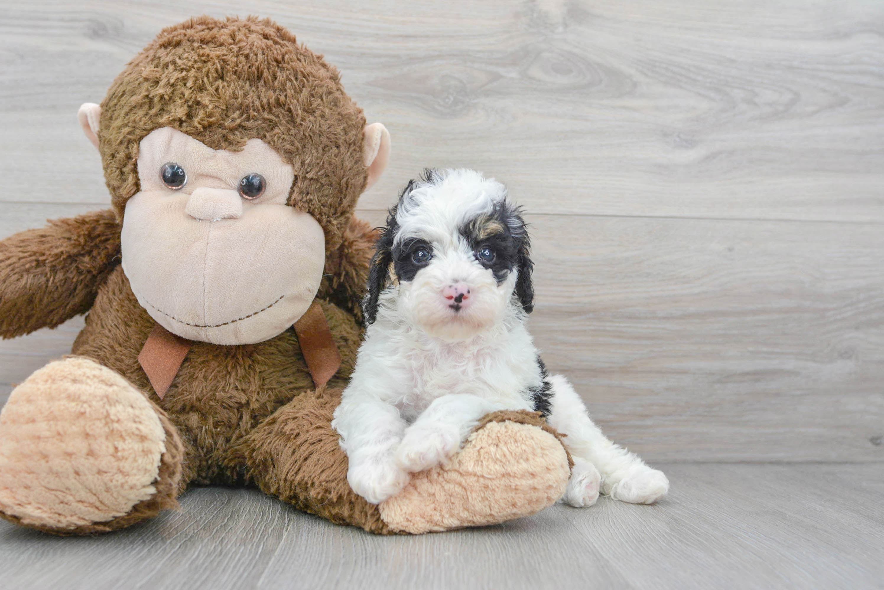 Toy poodle hotsell puppies for adoption