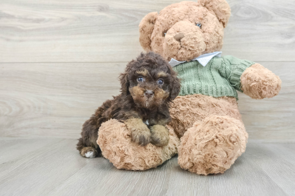 7 week old Poodle Puppy For Sale - Simply Southern Pups