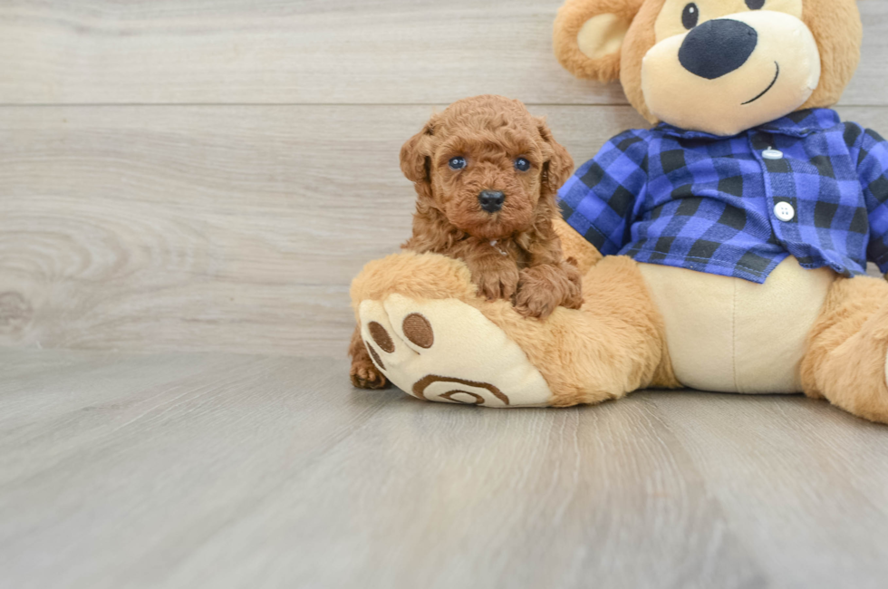 5 week old Poodle Puppy For Sale - Simply Southern Pups