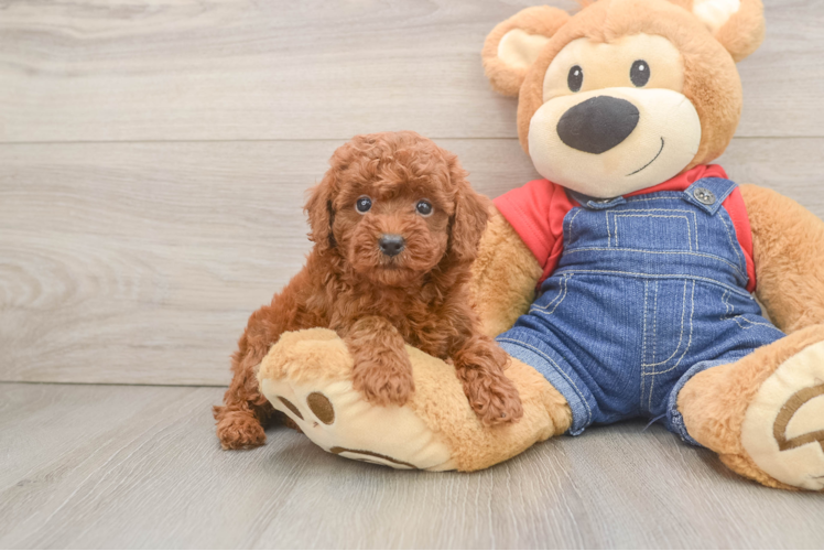 Hypoallergenic Poodle Baby