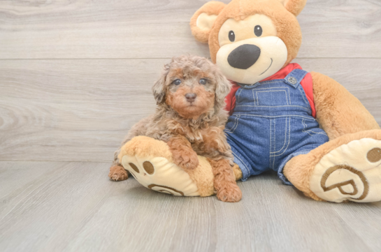 Popular Poodle Purebred Pup